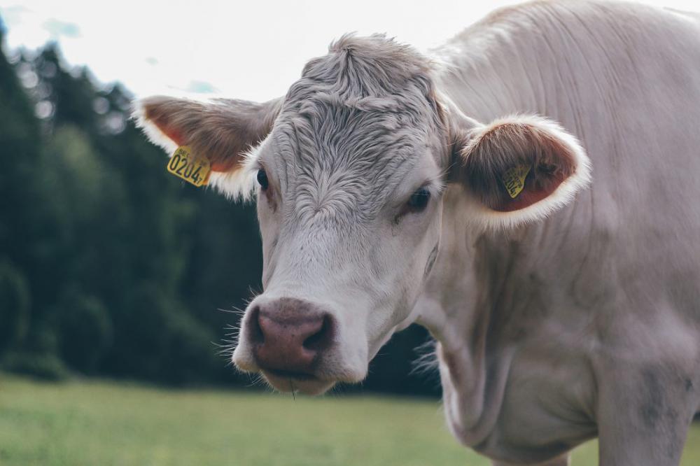 Cow Closeup Cow Closeup