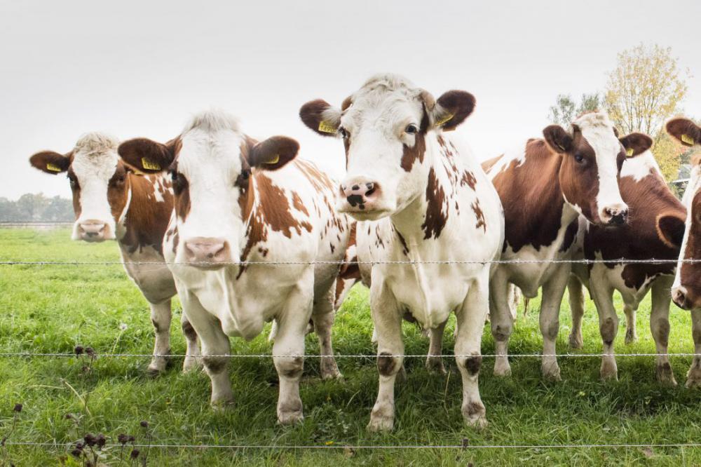 Cows in Field Cows in Field