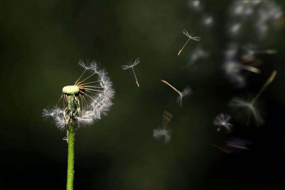 Dandelion Flower Dandelion Flower