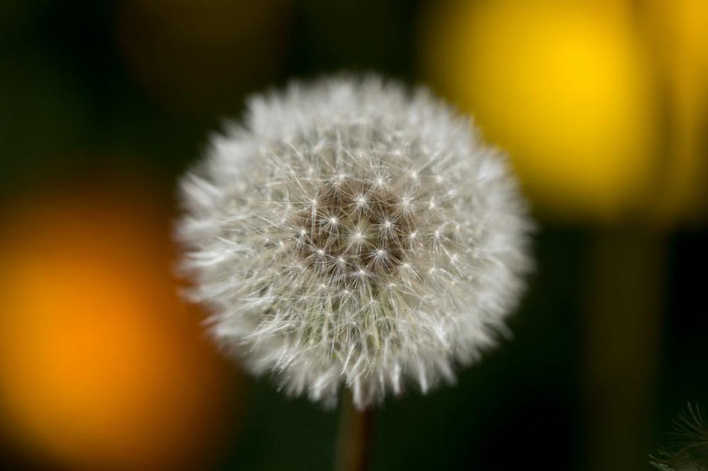 Dandelion Flower Dandelion Flower