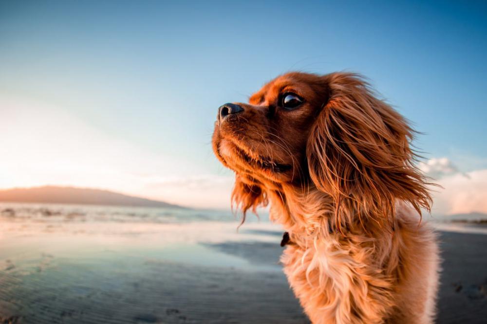 Dog on Beach Dog on Beach