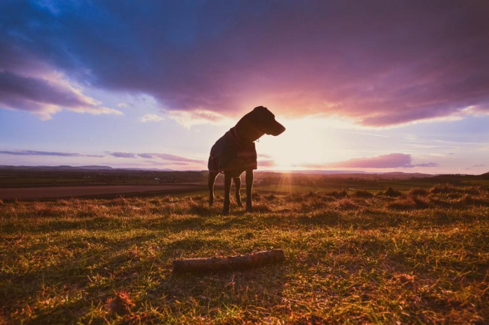 Dog At Sunset Dog At Sunset