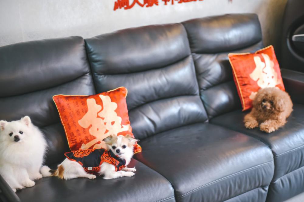 Dogs on Sofa Dogs on Sofa