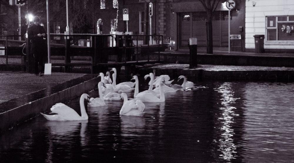 Dublin At Night Swans Dublin At Night Swans