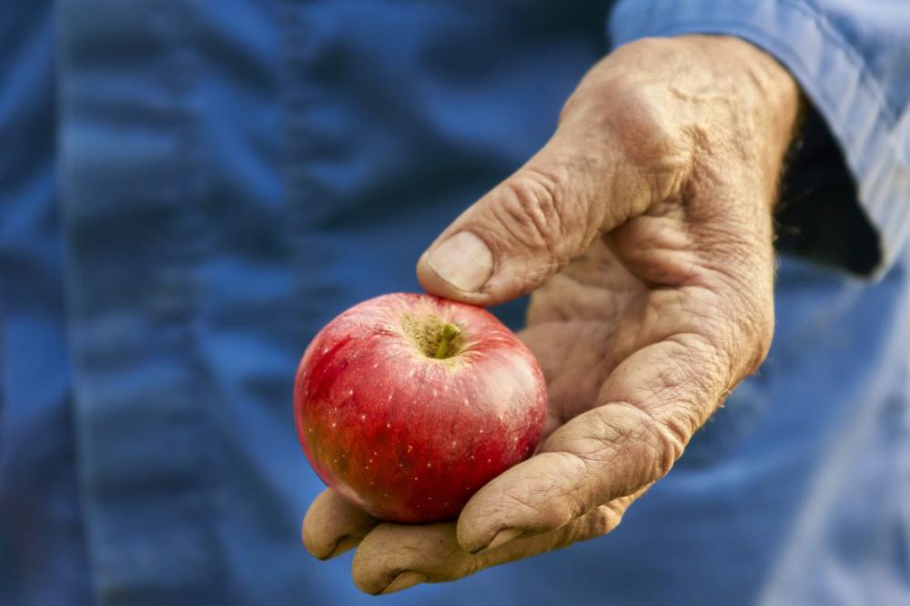 Elderly Hand Elderly Hand