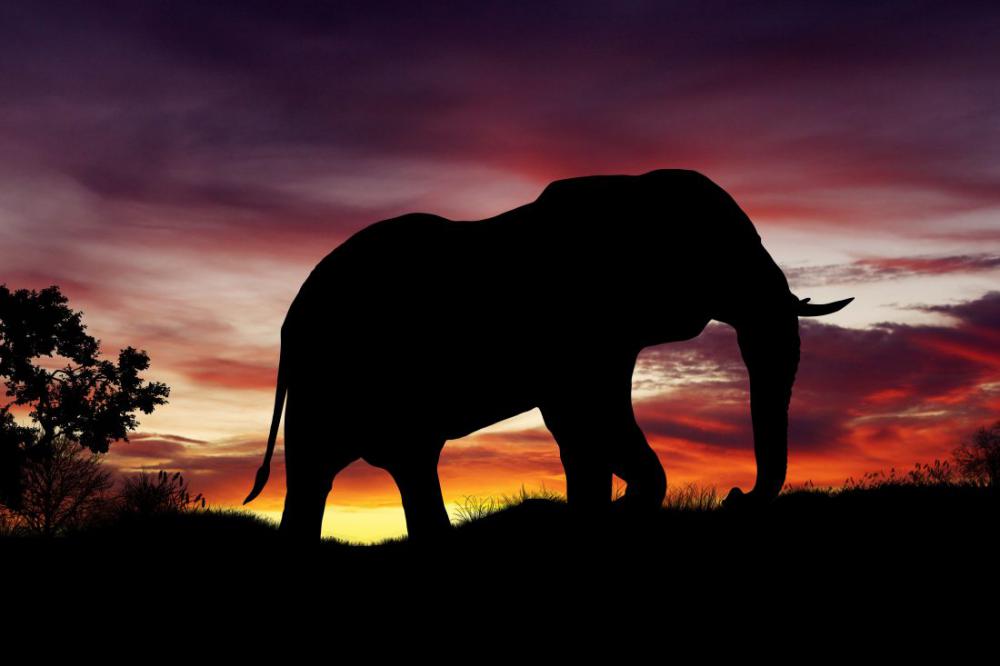 African Elephant African Elephant