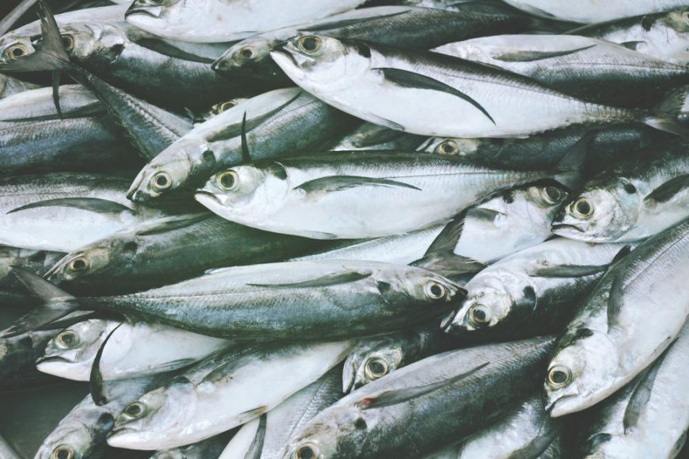 Fish at Market Fish at Market