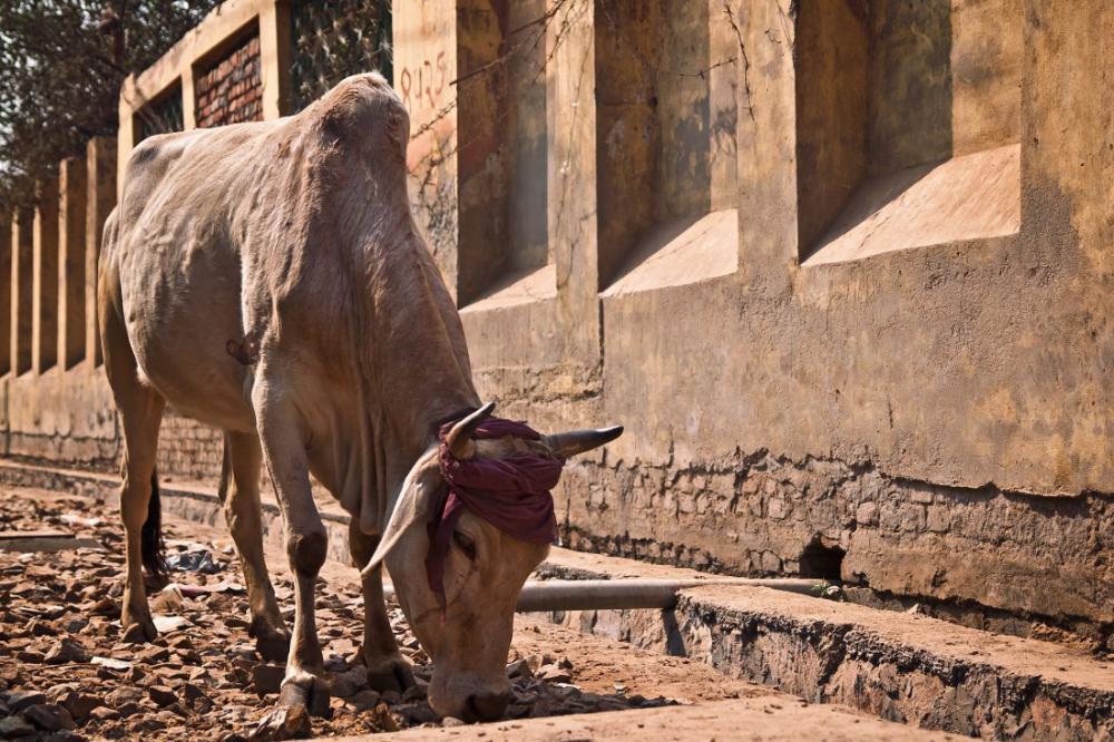Cow in India Cow in India