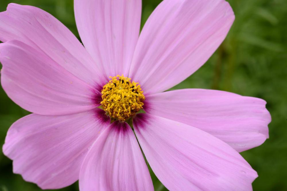 Pink Flower Macro Pink Flower Macro