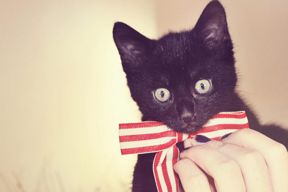 Cat Wearing Bow Cat Wearing Bow