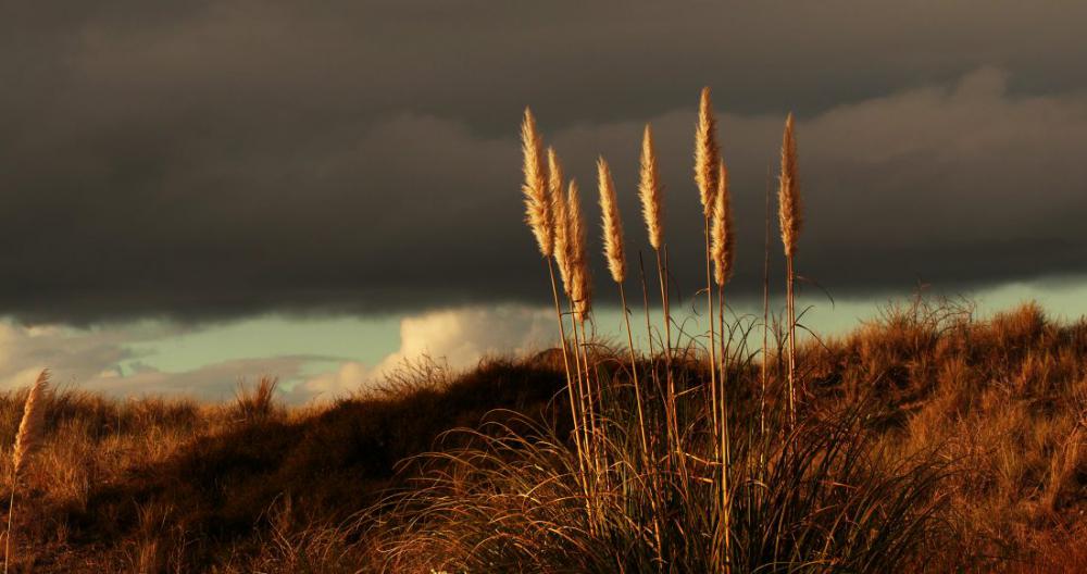 Grass and a Dark Sky Grass and a Dark Sky