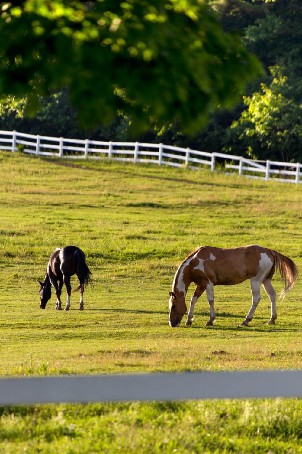 Horses in Pasture Horses in Pasture