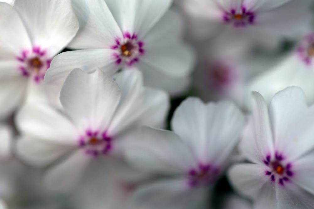 White Flowers Background White Flowers Background