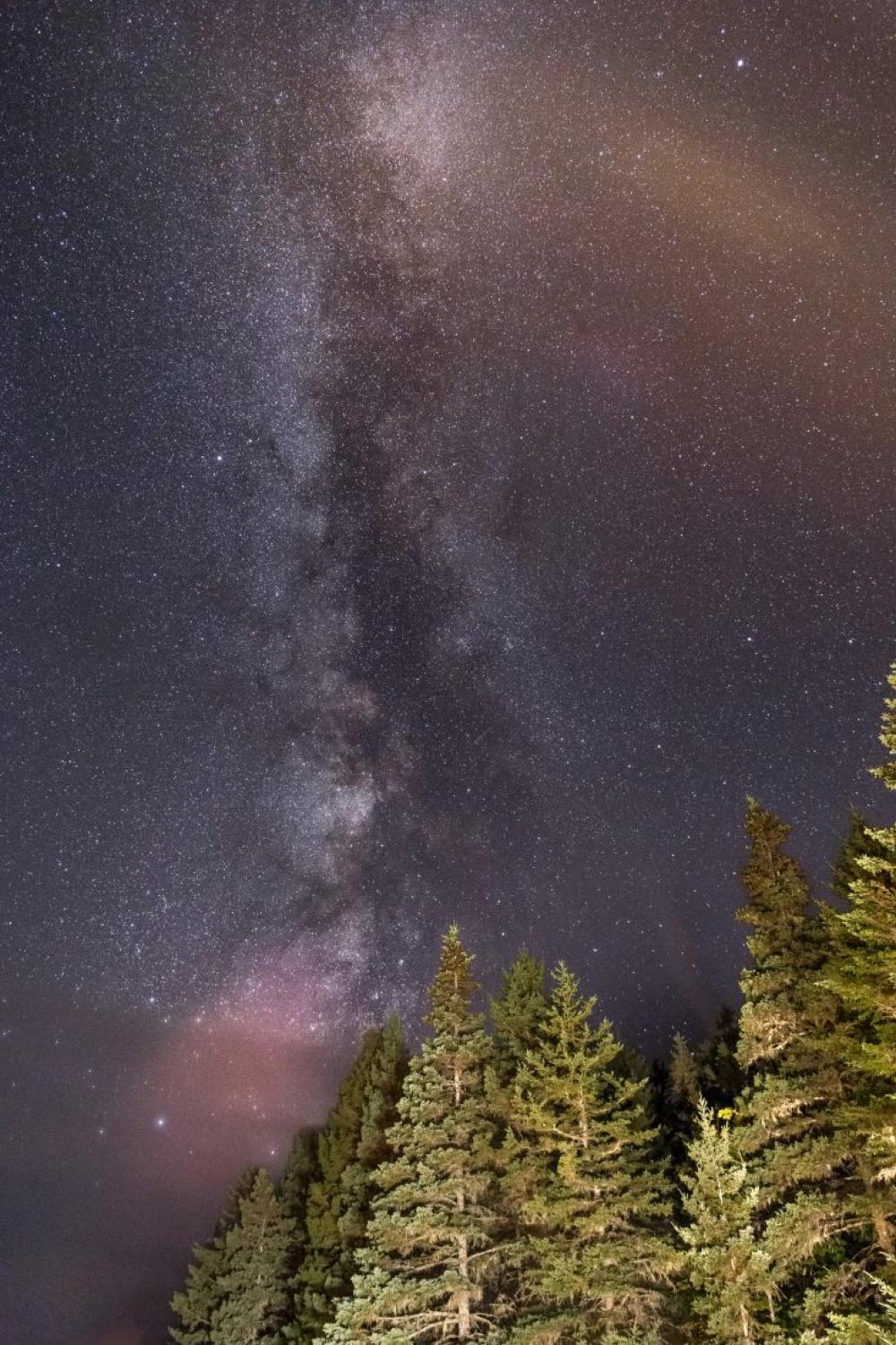 Milky Way Forest Milky Way Forest
