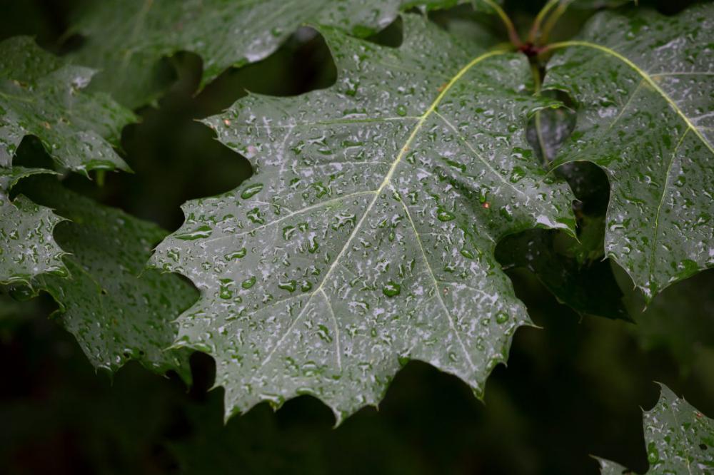 Rain Droplets on Leaves Rain Droplets on Leaves