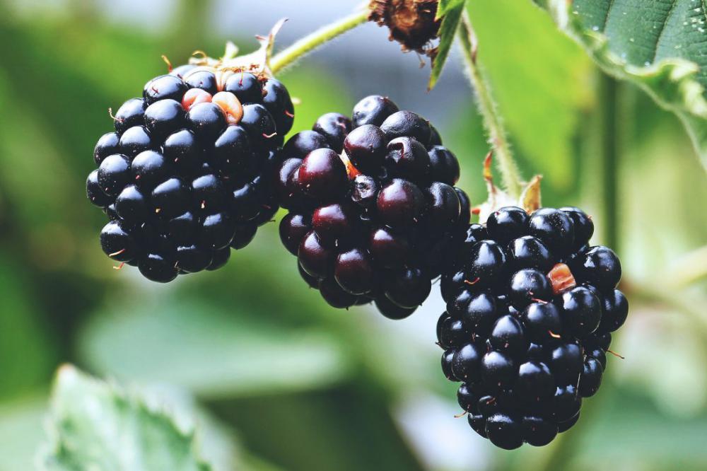 Blackberries Blackberries