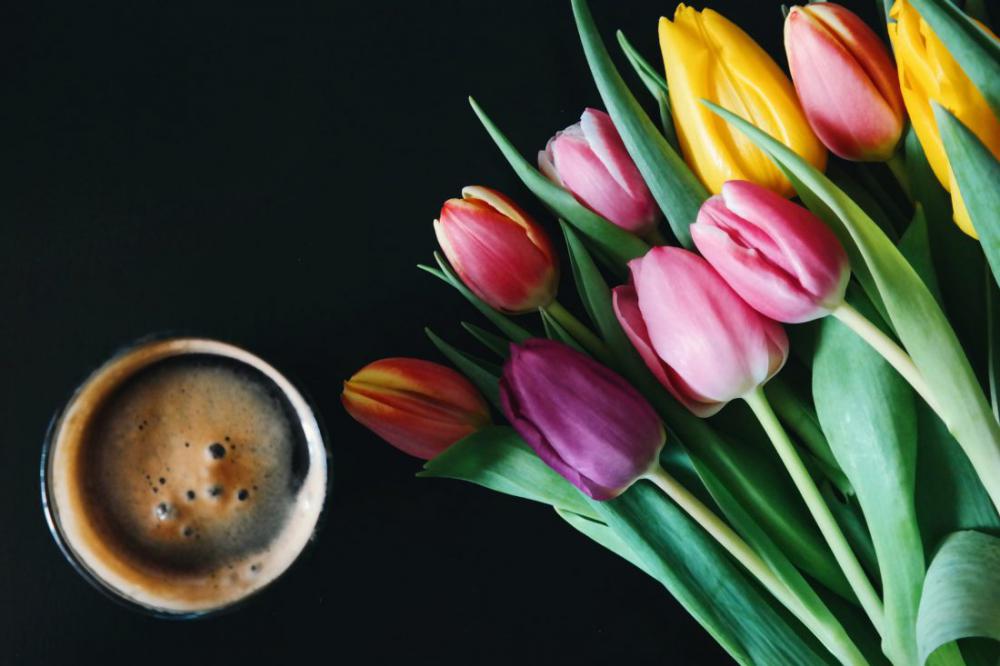 Coffee & Tulips Flowers Coffee & Tulips Flowers