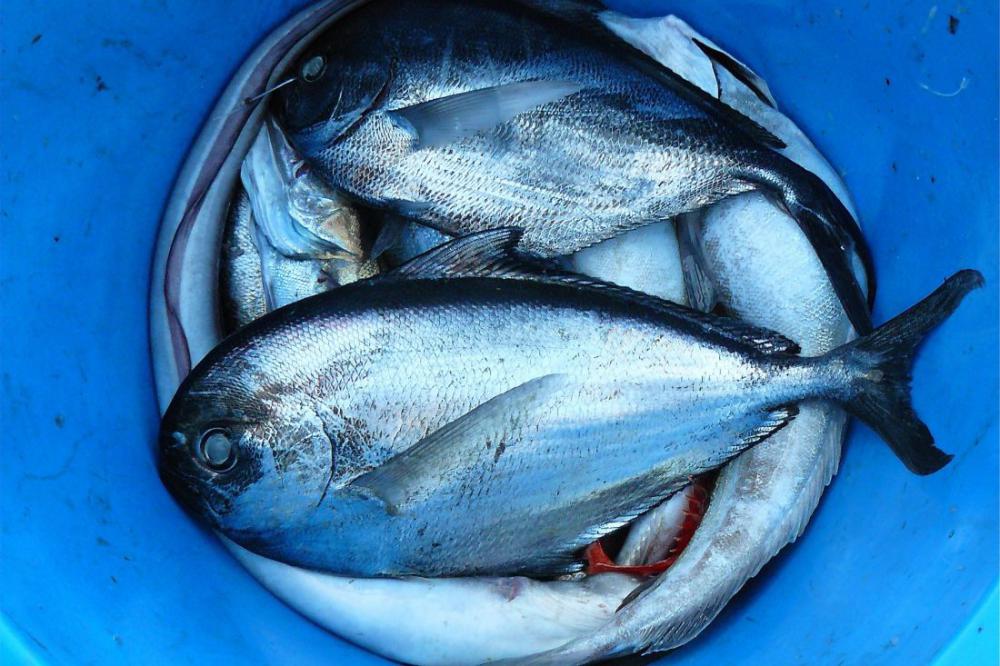 Silver Fish Silver Fish