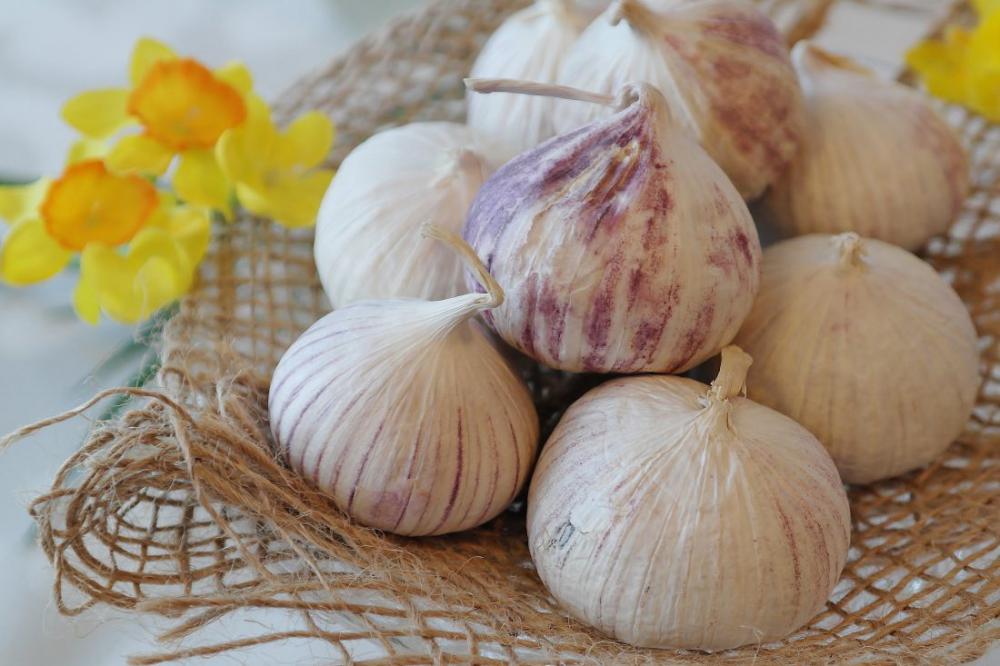 Garlic Herb Garlic Herb