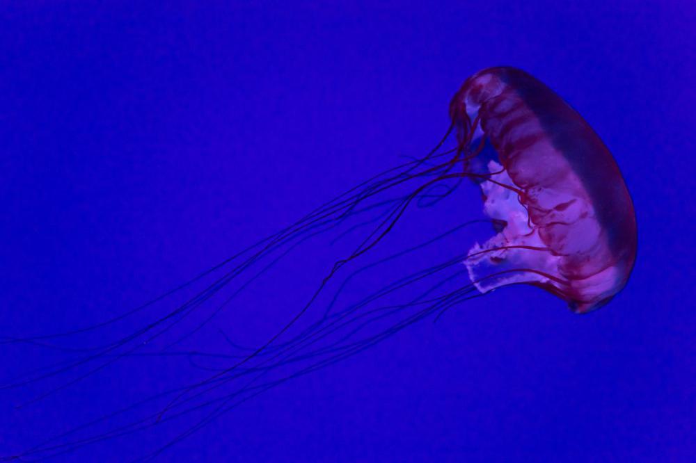 Jellyfish Jellyfish