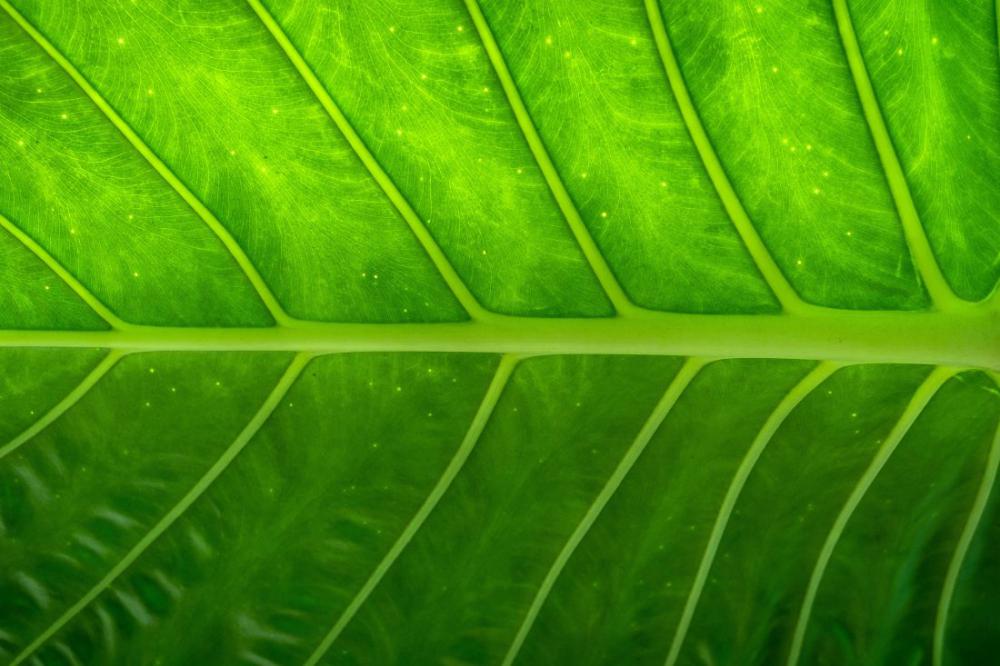 Leaf Texture Leaf Texture