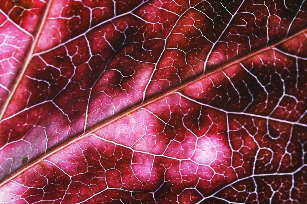 Leaf Texture Leaf Texture