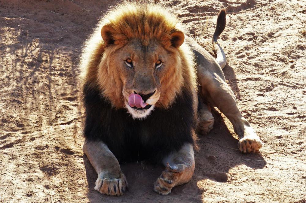 Lion Cat Lion Cat