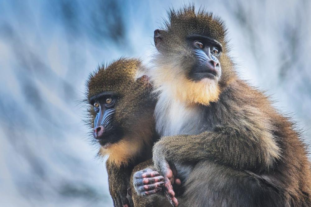 Mandrill Monkeys Mandrill Monkeys