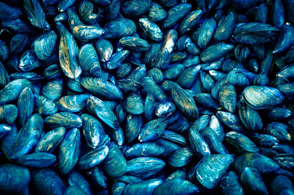 Mussels Shellfish Mussels Shellfish