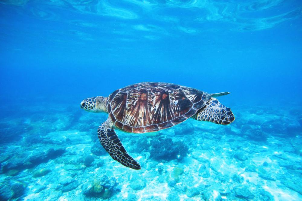 Ocean Turtle Ocean Turtle