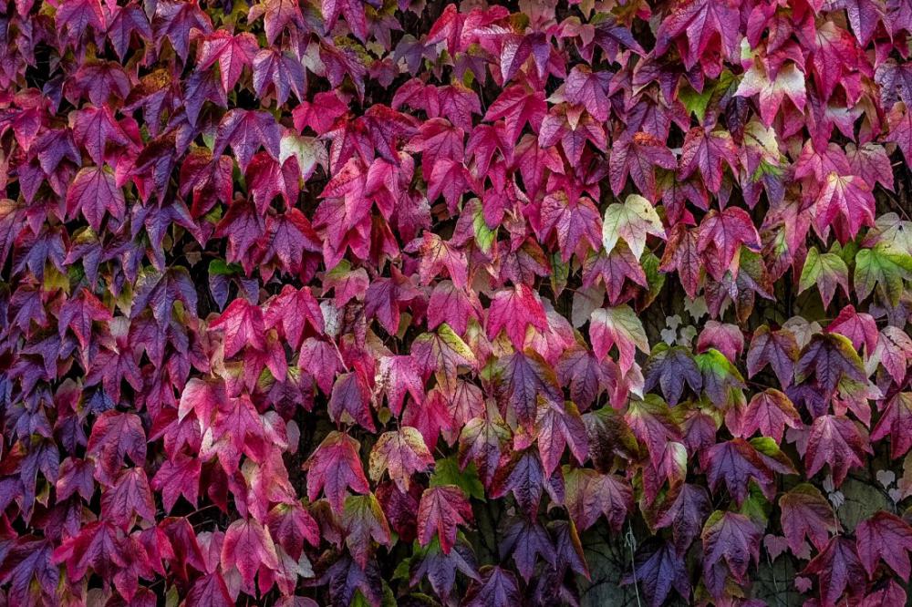 Autumn Leaf Wall Autumn Leaf Wall