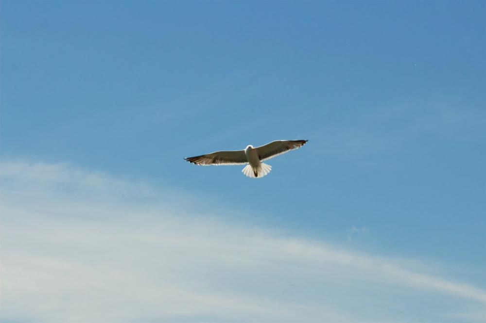 Bird Flying Blue Sky Bird Flying Blue Sky