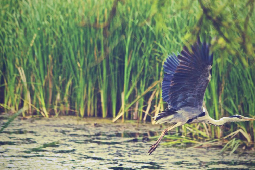 Bird Flying Lake Bird Flying Lake
