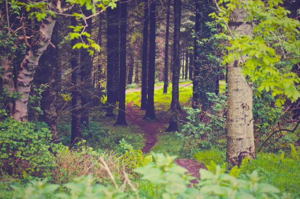 Dark Forest Dark Forest