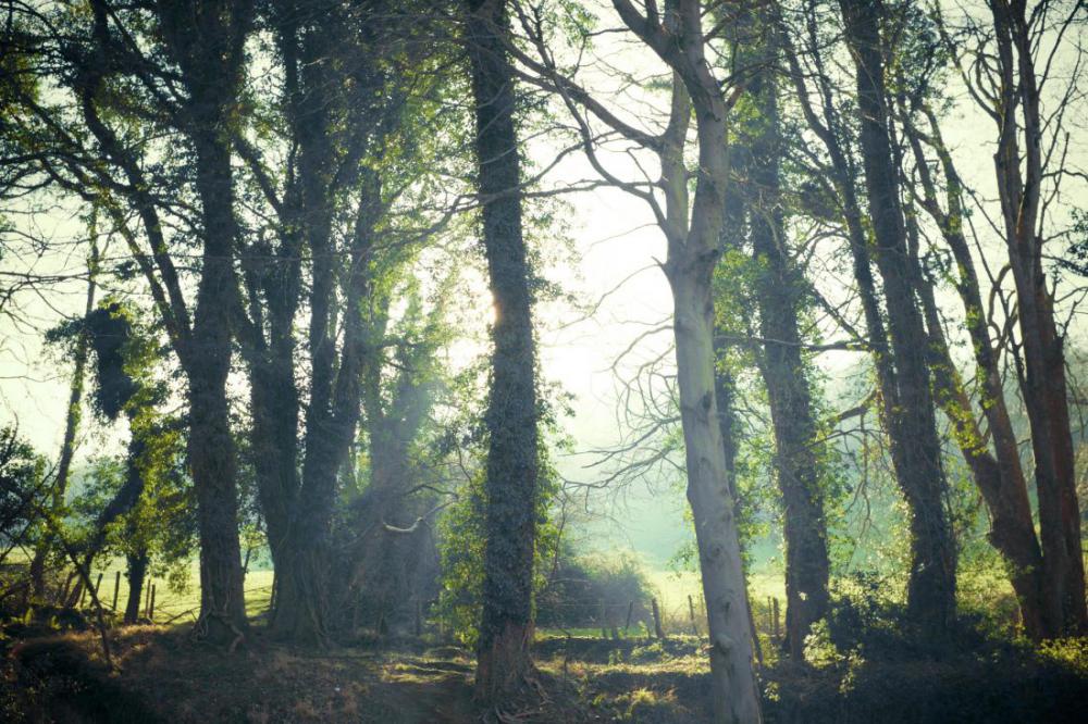 Enchanted Forest Enchanted Forest