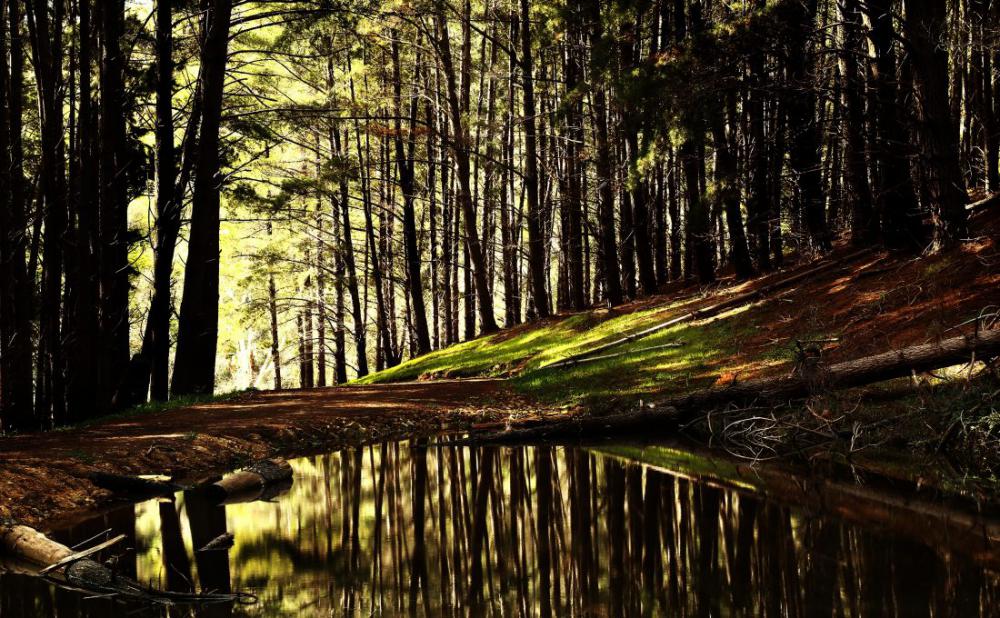 Forest Stream Forest Stream