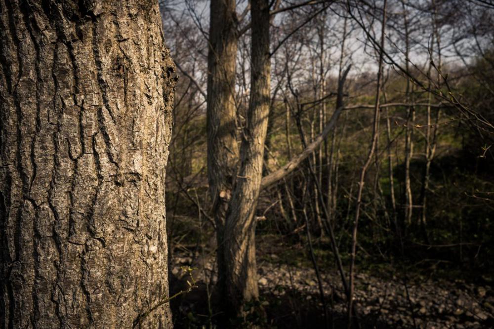 Forest View Forest View