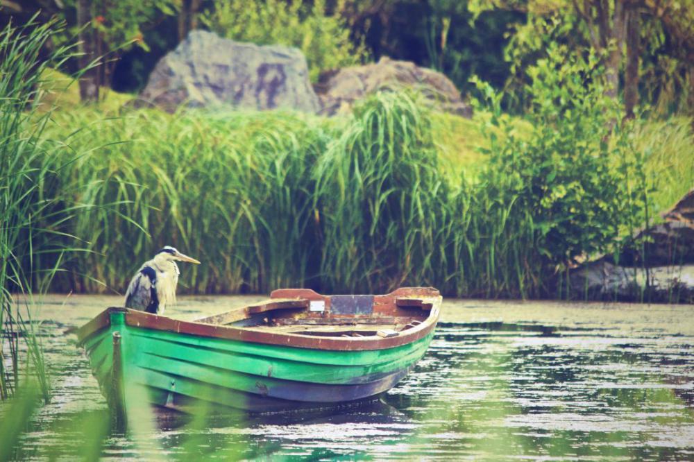 Heron in a Boat Heron in a Boat