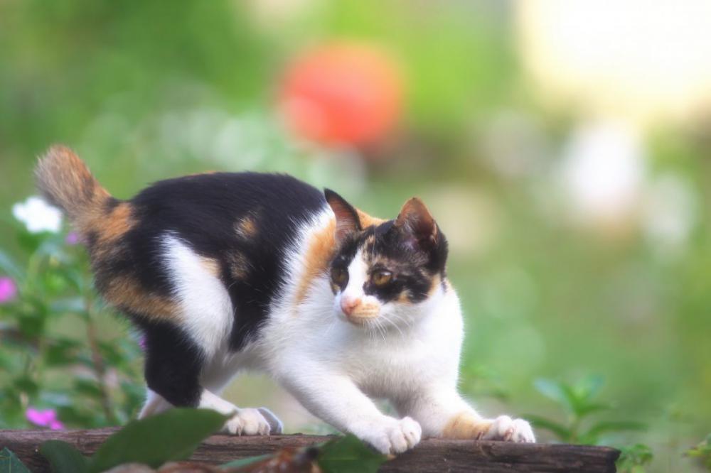 Pet Cat in Garden Pet Cat in Garden