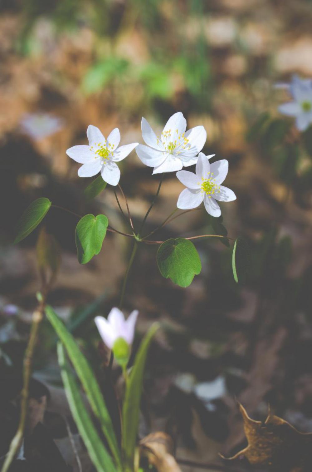 White Flowers in Spring White Flowers in Spring