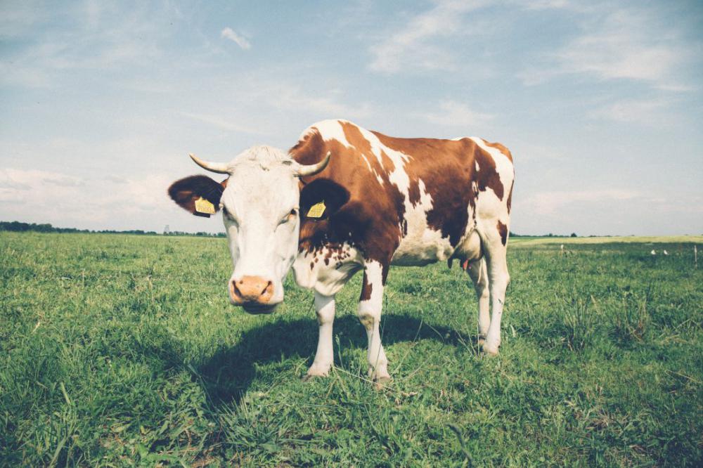White & Brown Cow in Field White & Brown Cow in Field