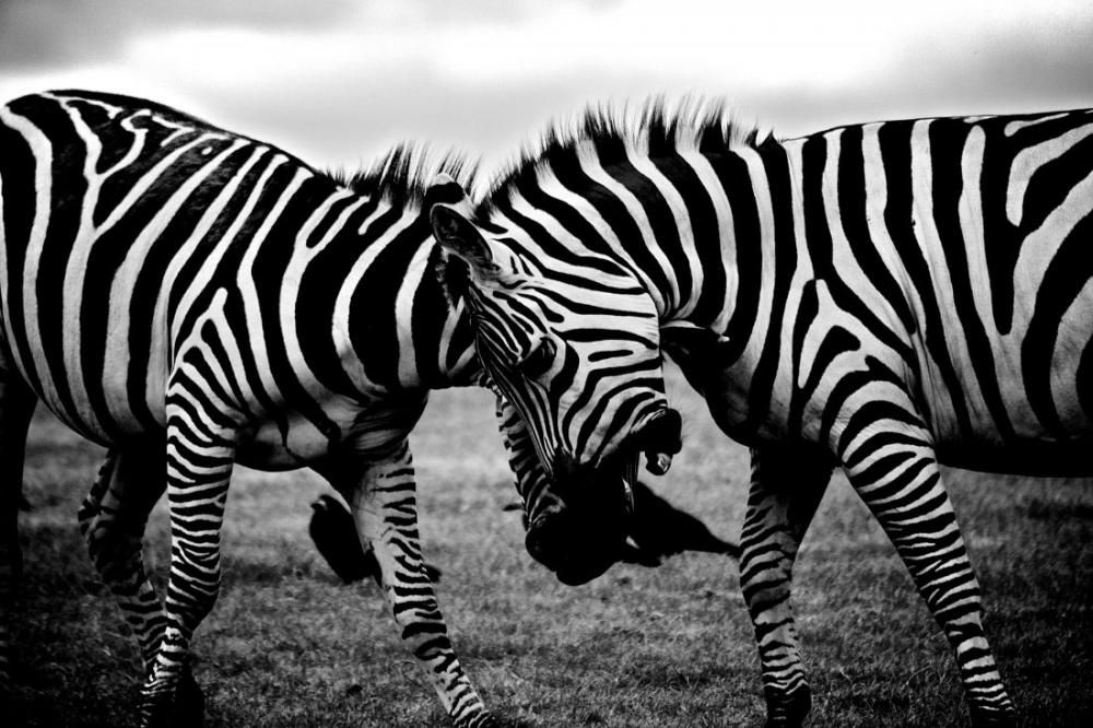 Zebras Clash Zebras Clash