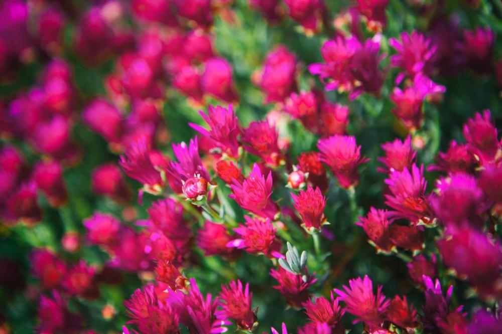 Pink Flowers Pink Flowers