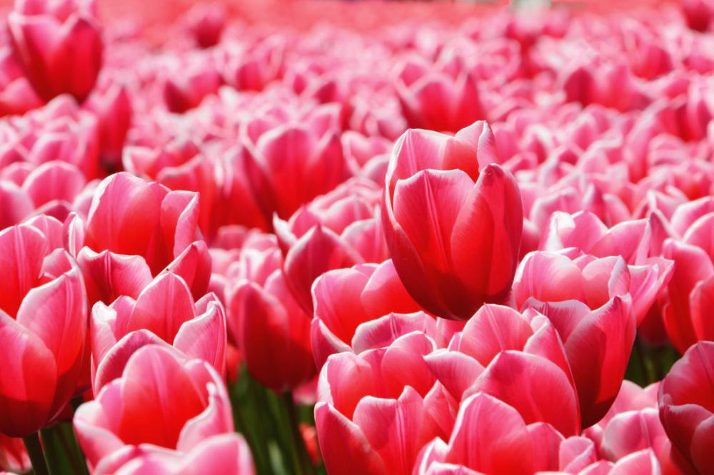 Red Flowers in Field Red Flowers in Field