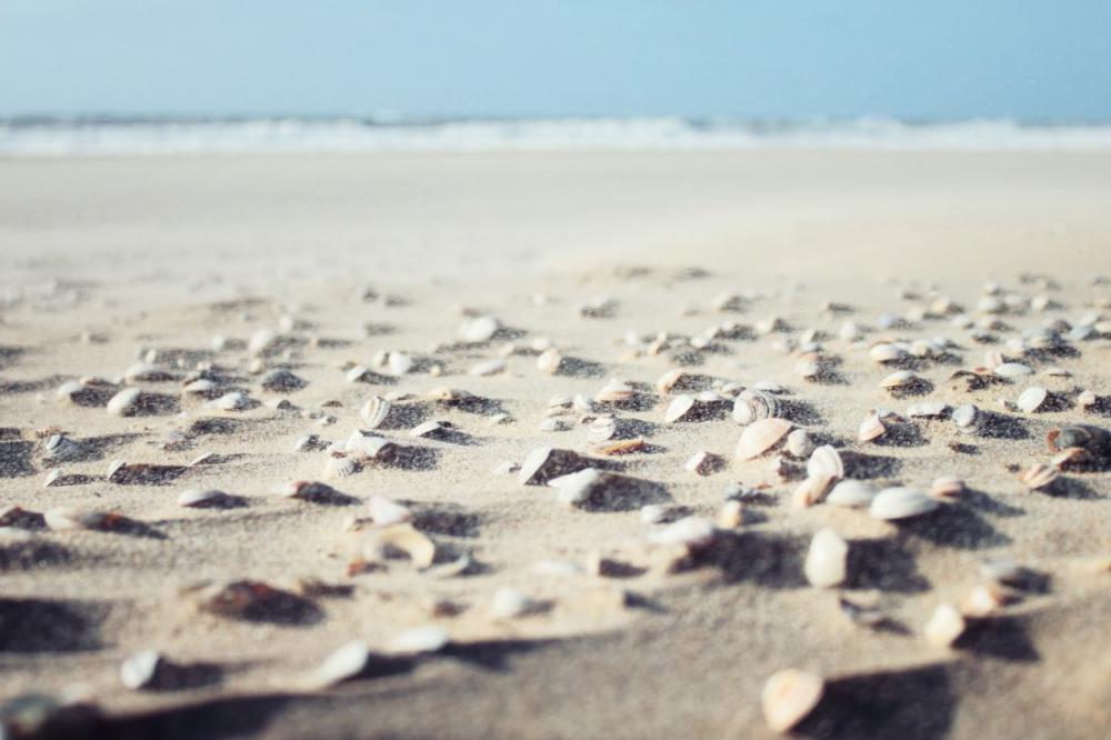Sea Shells On Beach Sea Shells On Beach