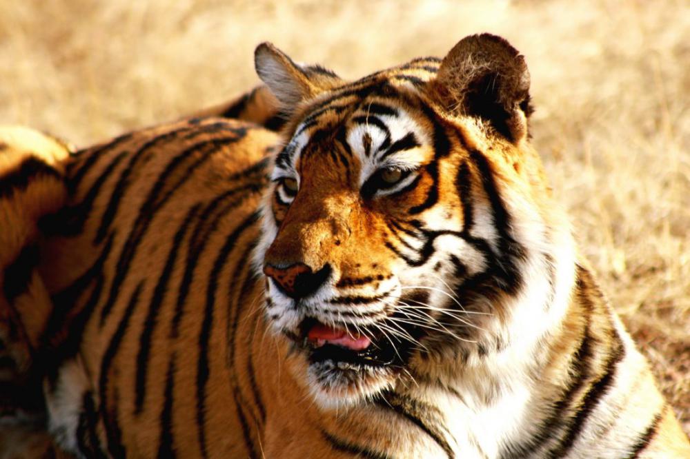 Indian Tiger Indian Tiger