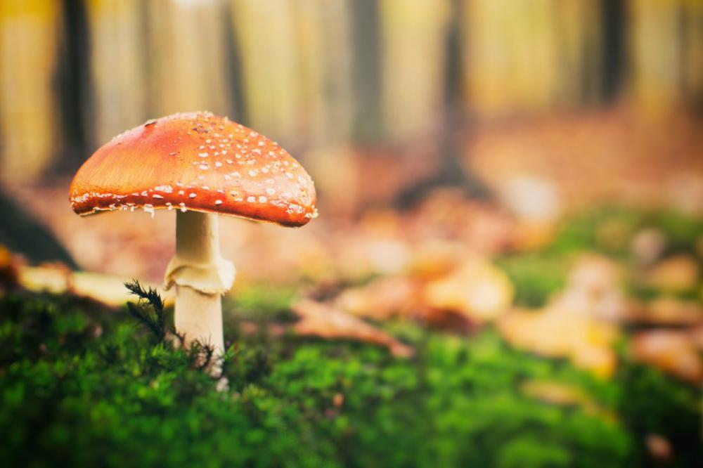 Toadstool in Forest Toadstool in Forest