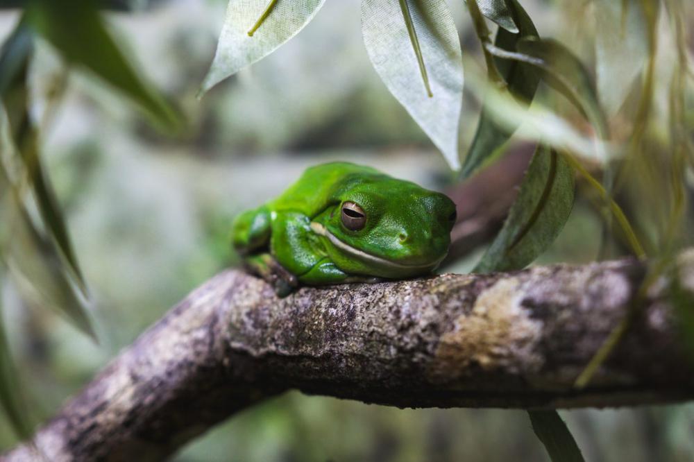 Tree Frog Tree Frog
