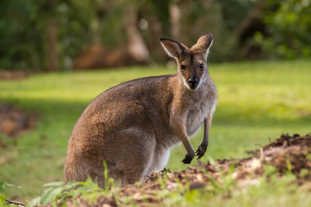 Wallaby in Australia Wallaby in Australia