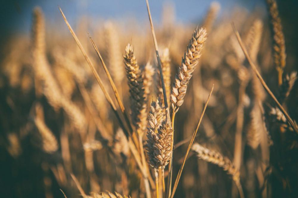 Wheat Field Wheat Field
